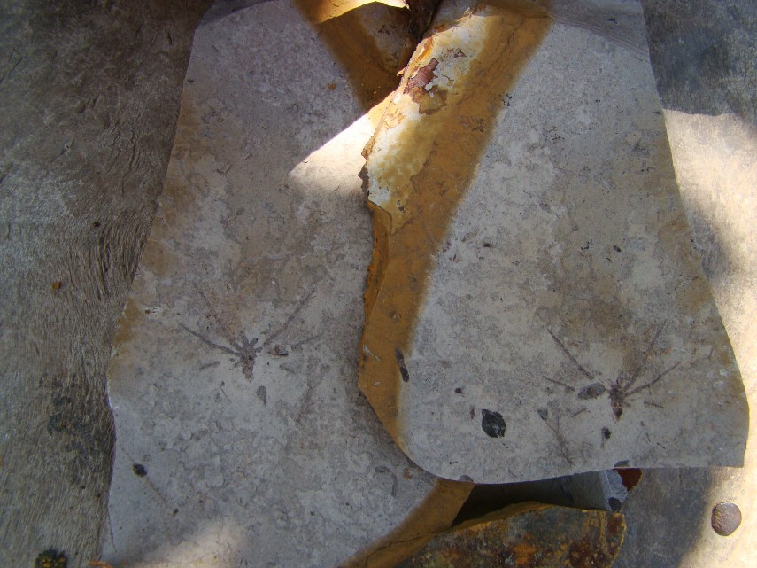 DSC01477.jpg