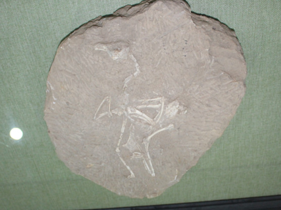 孔子鸟化石.jpg
