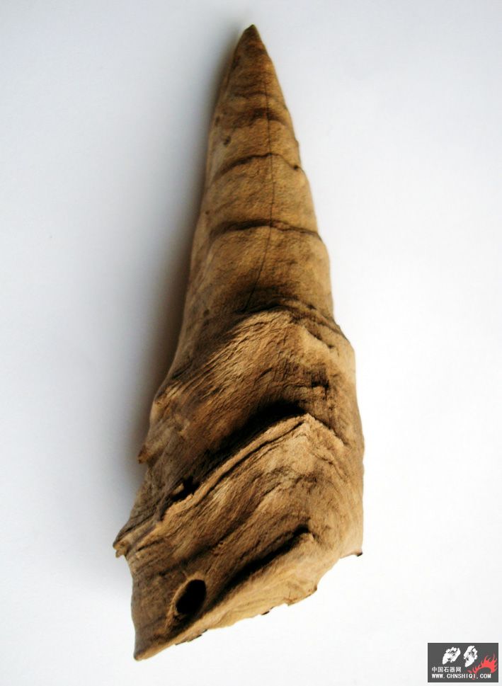 竹笋化石