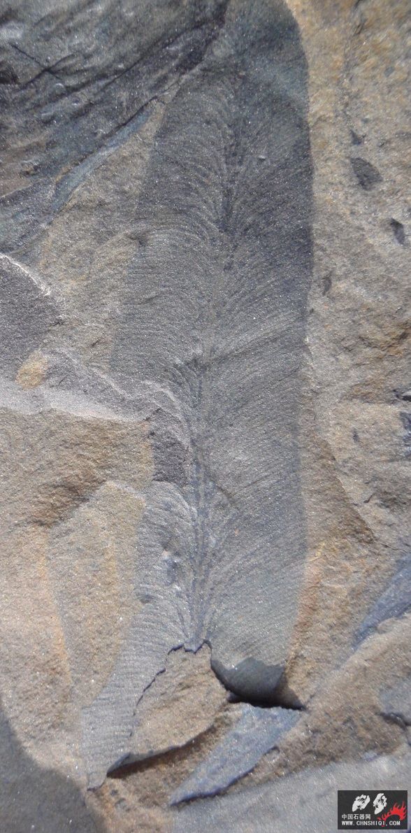 石炭系植物化石3.jpg
