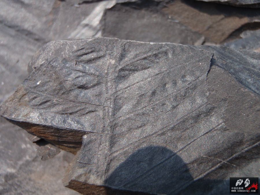 石炭系植物化石1.jpg
