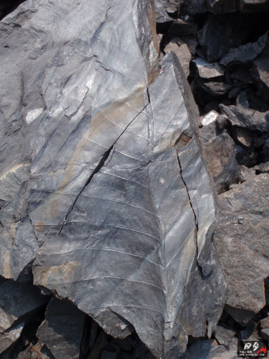 石炭系植物化石4.jpg