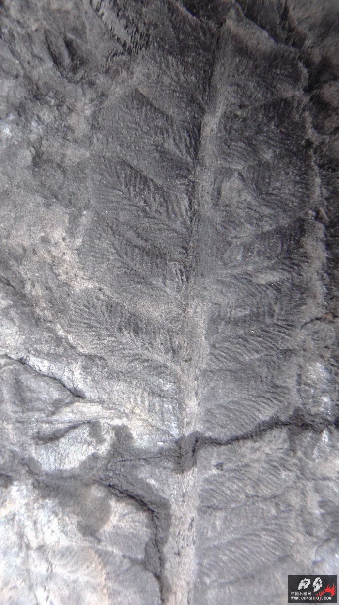 石炭系植物化石5.jpg