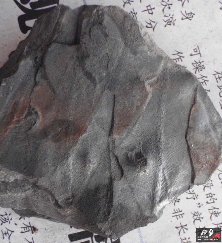 石炭系植物化石8.jpg