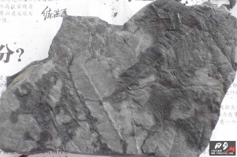 石炭系植物化石9.jpg