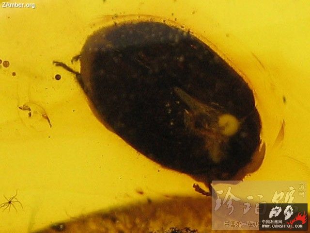 波罗的海甲虫1.jpg