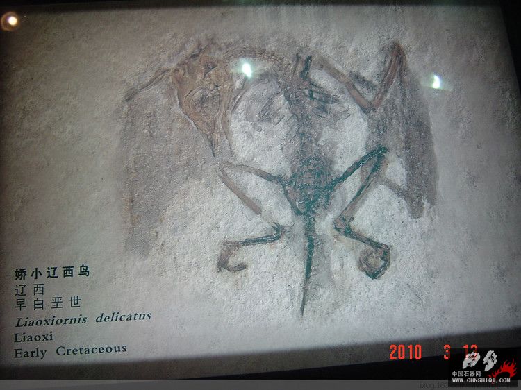 鸟自贡恐龙博物馆.jpg