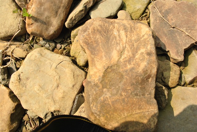 11在潭边溜达发现一块这样的石头，不知道是不是化石.jpg