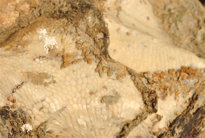 32发现白色珊瑚化石~颗粒比较大.jpg