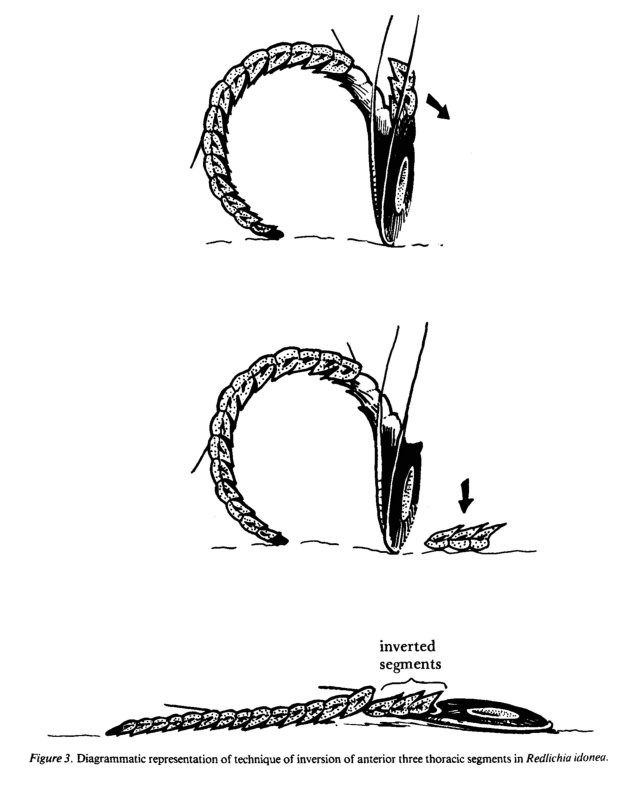 Techniques of exuviation in Australian species of theCambrian trilobite Redlichia_03.jpg